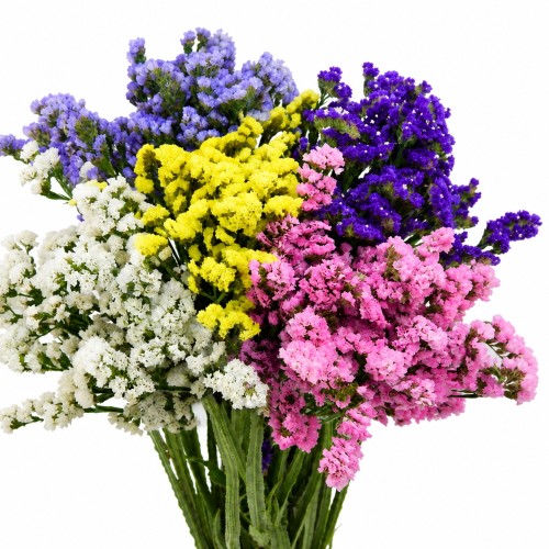 Limonium sinuatum - Kääruline parkjuur mix P9/0,55L Limonium sinuatum - Kääruline parkjuur mix P9/0,55L